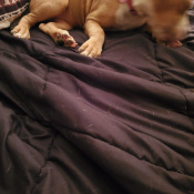 %name%, a %color% %breed% %type%