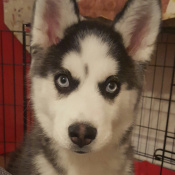 Image of lost pet: Pita, a Black & White w/blue eyes Siberian Husky Dog