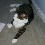 Image of lost pet: Milo, a White, Dark-gray, Dark-brown, Black Grey brindle Cat