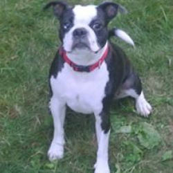 Jaxson, a Black and White Boston Terrier Dog