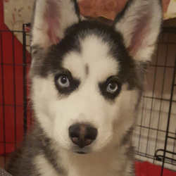 Pita, a Black & White w/blue eyes Siberian Husky Dog
