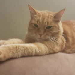 Pumpkin (George Foreman), a orange and white Mixed Breed Cat