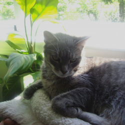Slinx, a Tabby grey Domestic Shorthair Cat